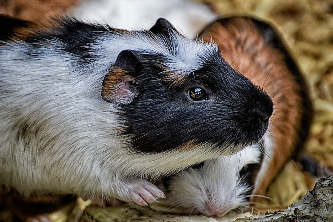 Una cavia in sala d’attesa: No Panic!