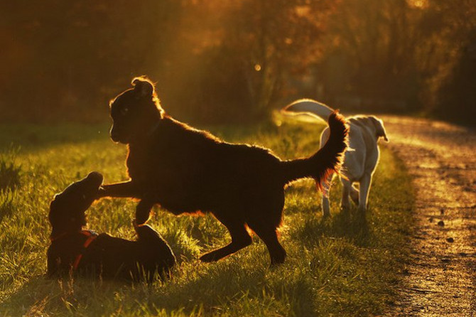 ABC DELLA MEDICINA COMPORTAMENTALE VETERINARIA