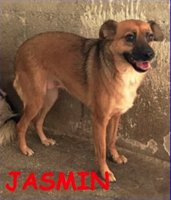 Jasmin piccoletta 3 anni 10 kg