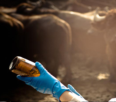 FOCUS SU SERVIZI E PRESTAZIONE MEDICO VETERINARIE EROGATI DA AZIENDE