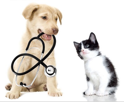 Detrazioni spese veterinarie 2020: attenzione al possesso!