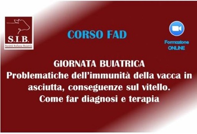 Corso FAD SIB – GIORNATA BUIATRICA PROBLEMATICHE DELL’IMMUNITÀ DELLA VACCA IN ASCIUTTA