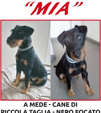 Segnalazione FURTO cane razza Deutsche Jagdterrier – Microchip n. 380260042458971