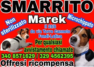 Segnalazione smarrimento cane