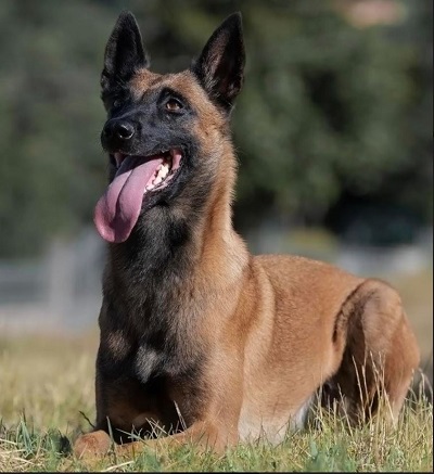 Smarrita Femmina Pastore Belga Malinois