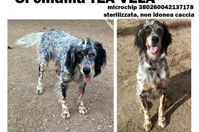 Smarrita TEA(VELA), Setter Inglese