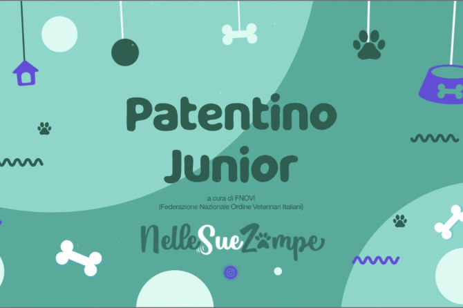 Webinar, FNOVI: “Il patentino junior: una grande occasione educativa”