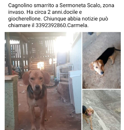 Smarrimento cane Fulmine