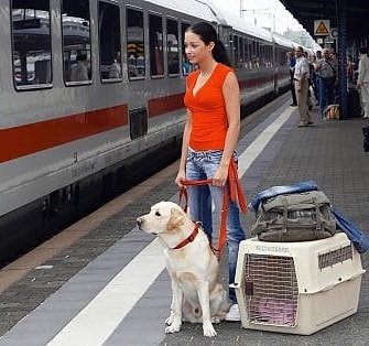 Trenitalia: i cani microchippati viaggiano gratis