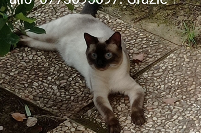 Smarrimento gatto siamese