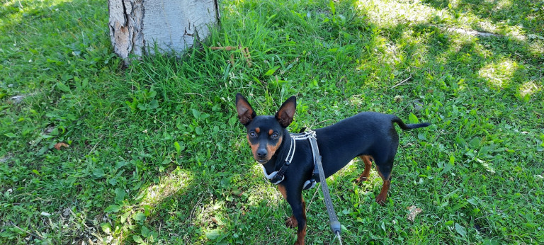 Smarrimento Macan; Pinscher.