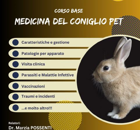 Corso online-Cogito Ergo Vet: “Medicina di Base del Coniglio Pet” – 25 e 26 ottobre 2025
