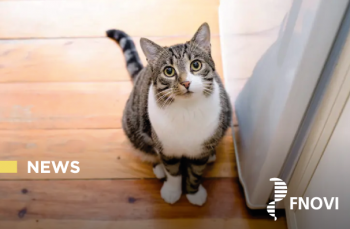 Nuova FAD ECM FNOVI: Percorso “Patentino gatto” per Medici Veterinari formatori