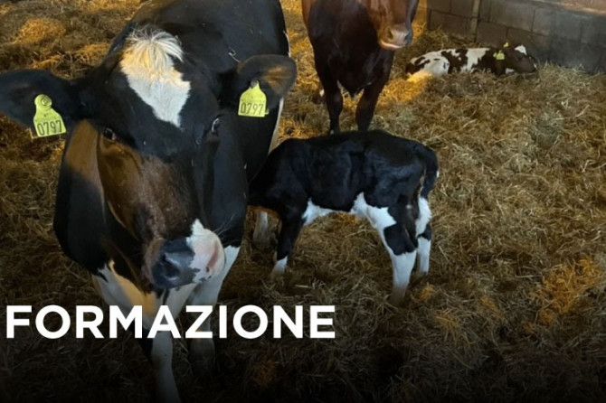Webinar ANAFIBJ: “Gestione degli spazi per l’applicazione del CCC: approcci operativi alla gestione degli spazi nell’ottica del Cow-Calf Contact” – 16 febbraio 2026