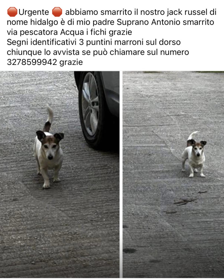 Smarrimento jack russel maenza (LT)