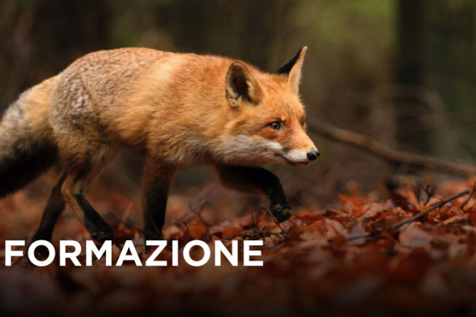 Webinar FNOVI – “Journal Club Parassitologia”- 4 giugno 2026
