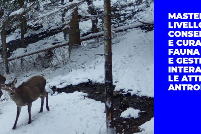 Master II liv. – UniUD: “Conservazione e cura della fauna selvatica e gestione delle interazioni con le attività antropiche”.