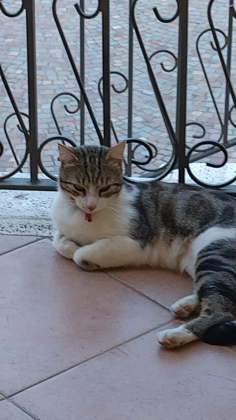 Smarrito, gatto, Pollicino.